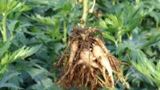 中草药栽培技术专业