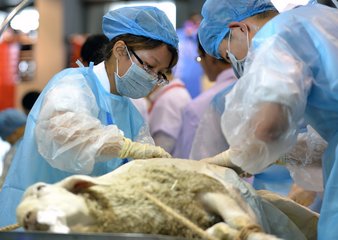 动物医学专业毕业生工作