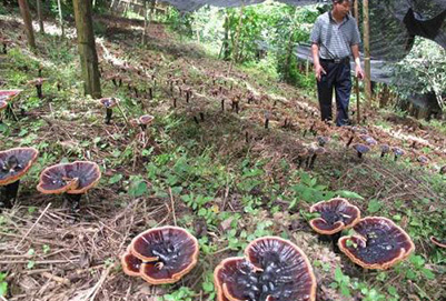 中草药栽培技术专业