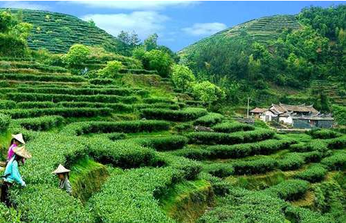 贵州省经贸职业技术学校茶树栽培与茶叶加工专业招生