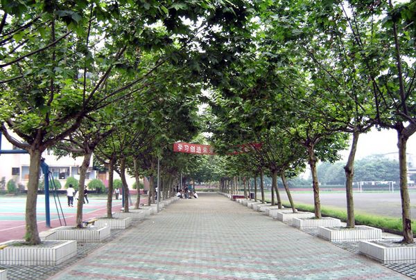 四川广播电视中等专业学校林荫大道2 四川广播电视中等专业学校林荫大道2