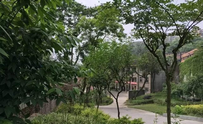 自贡市大安职业技术学校(大安职教中心)绿树成荫