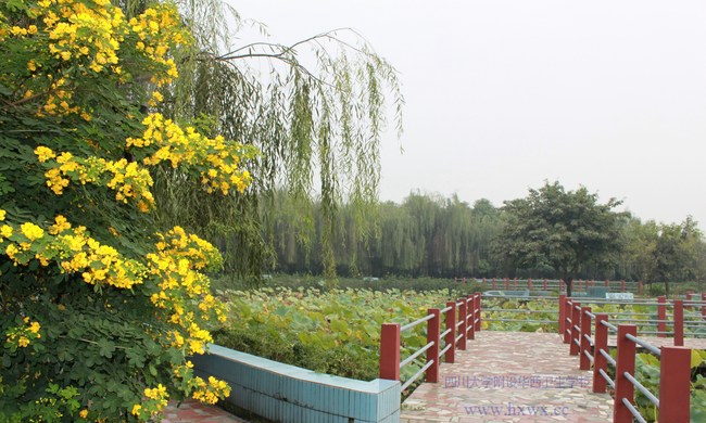 四川大学附设华西卫生学校（成都华西卫校）美丽的植物