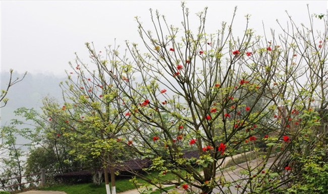 乐山市医药科技学校校园里的刺桐花