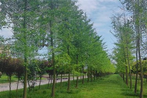 内江铁路机械学校成都校区（郫县安德镇）银杏林