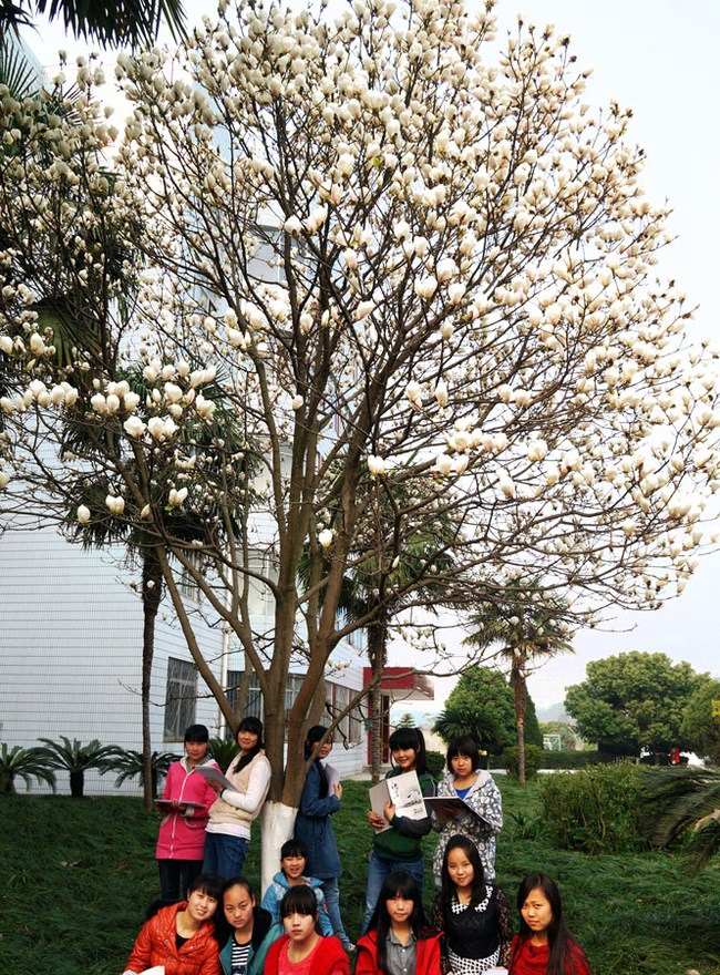 四川省三台县刘营职业高级中学校（三台职教中心）怒放的白玉兰