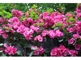 四川省质量技术监督学校图片、照片