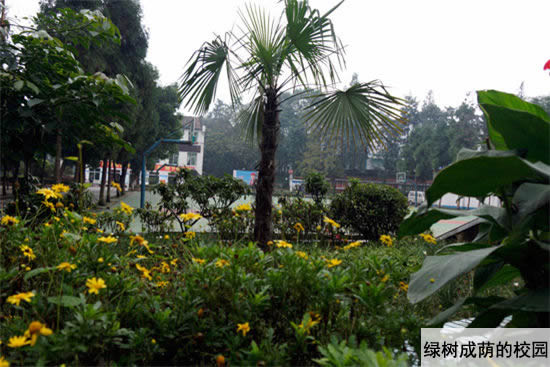 重庆红春藤技工学校绿树成荫的校园图片