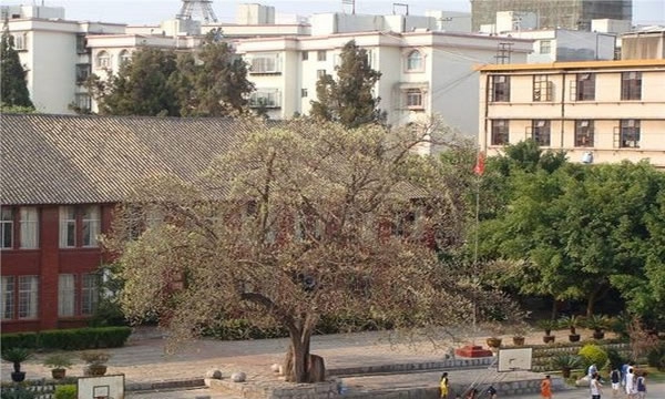 学校