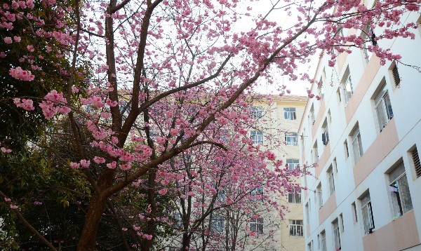 云南中医药中等专业学校美丽校园1