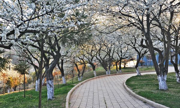 云南农业职业技术学院春到校园 云南农业职业技术学院春到校园