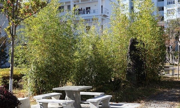 大理州财贸学校竹林石桌 大理州财贸学校竹林石桌