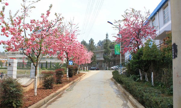 云南省林业高级技工学校樱花、绿树- 云南省林业高级技工学校樱花、绿树-