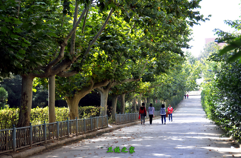 校园小路